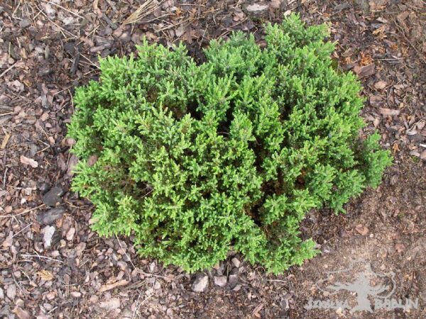 Juniperus communis 'Anna Maria'