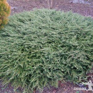 Juniperus communis 'Repanda'