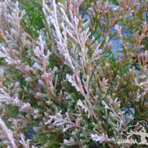 Jałowiec płożący 'Plumosa'