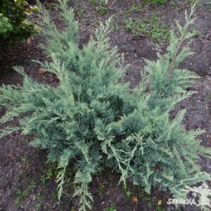 Juniperus virginiana 'Golden Spring'