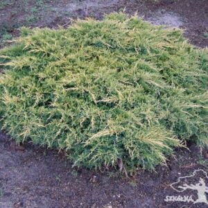 Juniperus x pfitzeriana 'Gold Star'