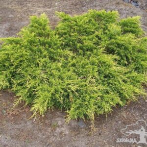Juniperus x pfitzeriana 'Pfitzeriana Aurea'