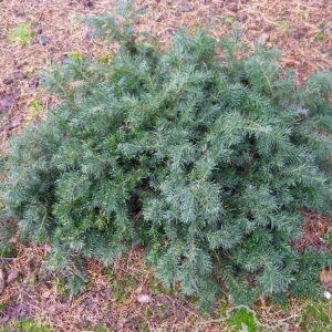 Taxus baccata 'Repandens'