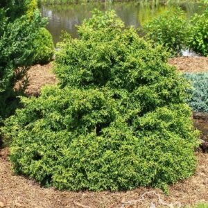 Thuja occidentalis 'Bablin'
