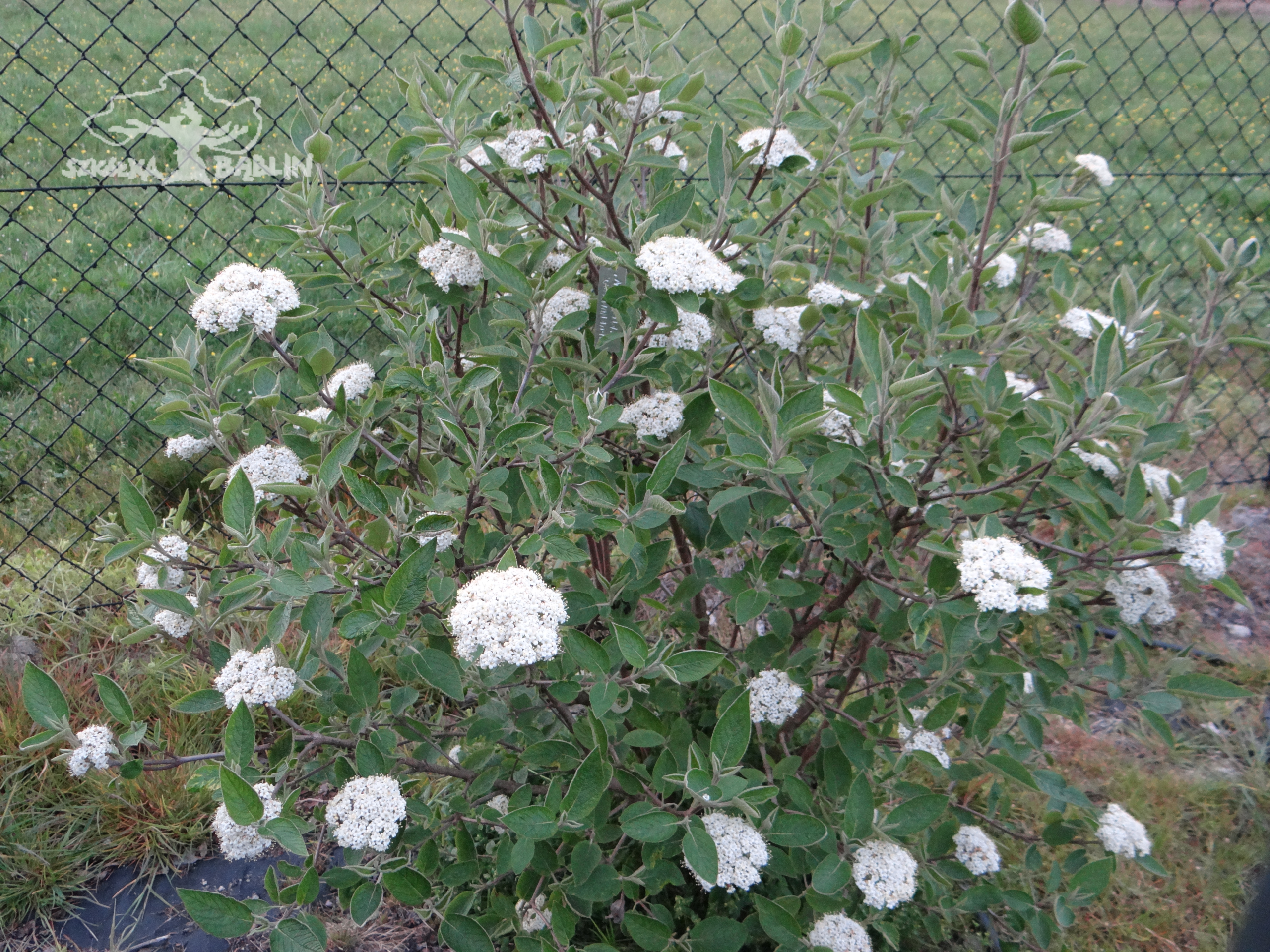 Viburnum lantana 'Mohican' .