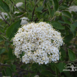 Kalina hordowina 'Mohican'
