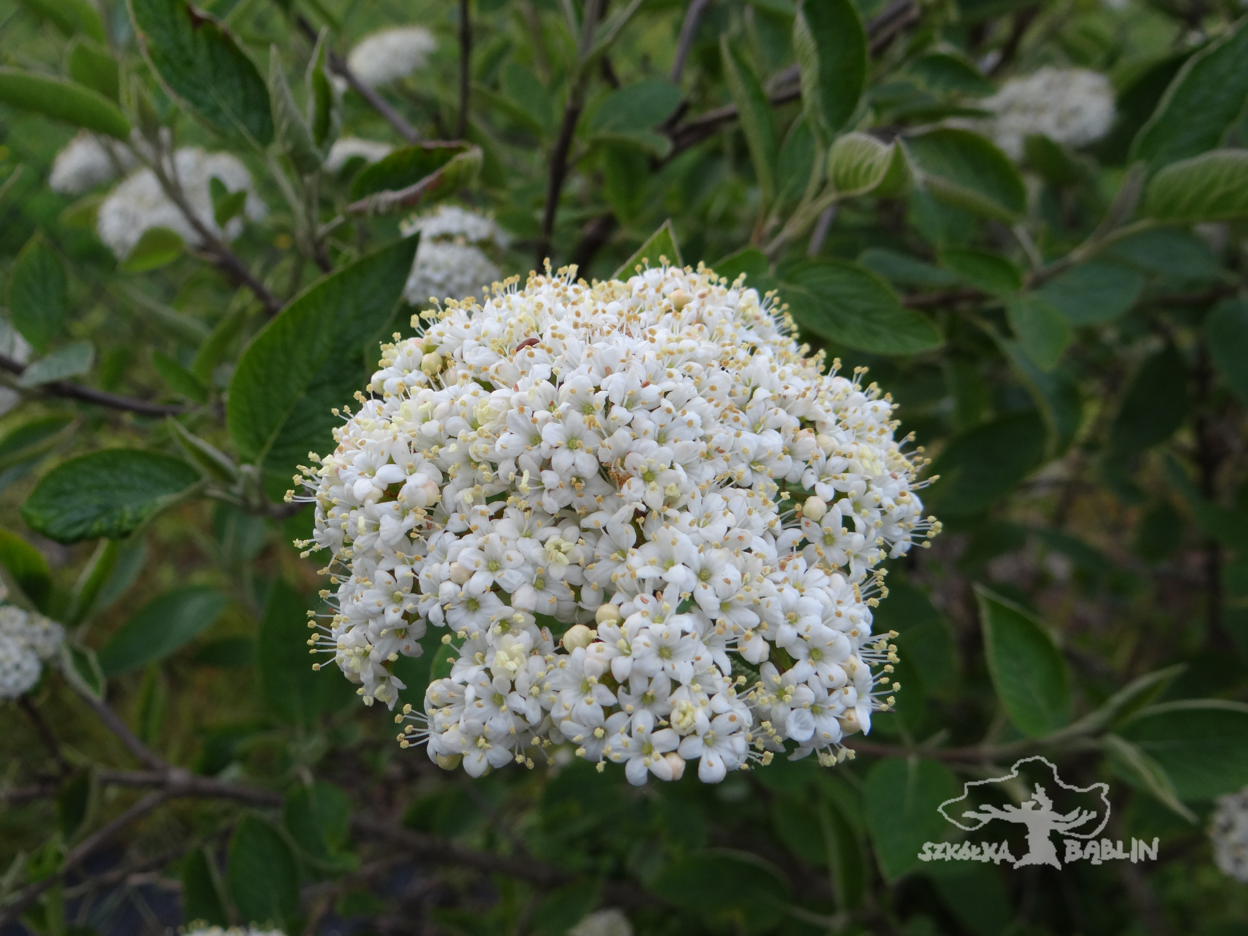 Kalina hordowina 'Mohican'
