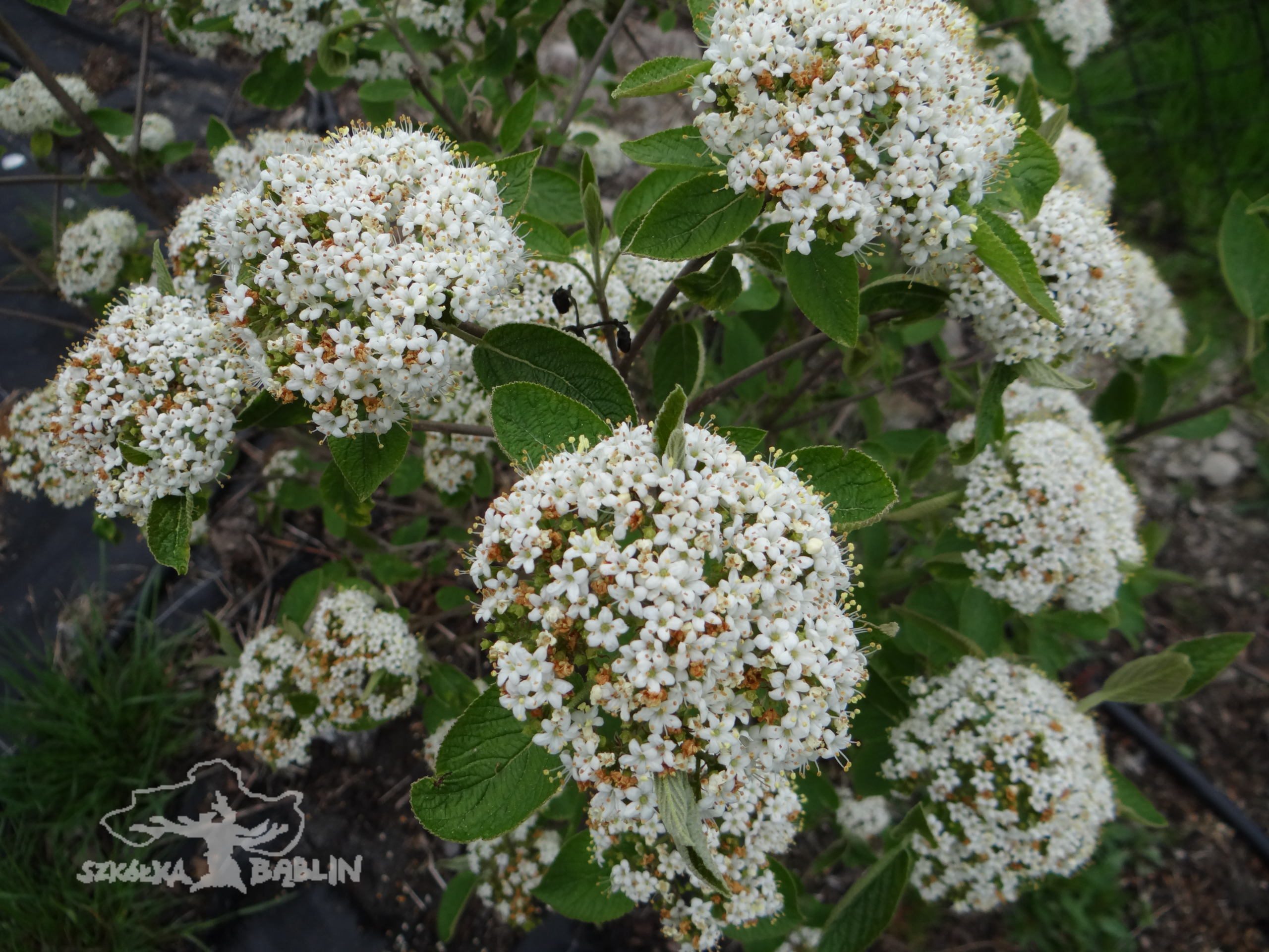 Viburnum lantana 'Mohican''''''