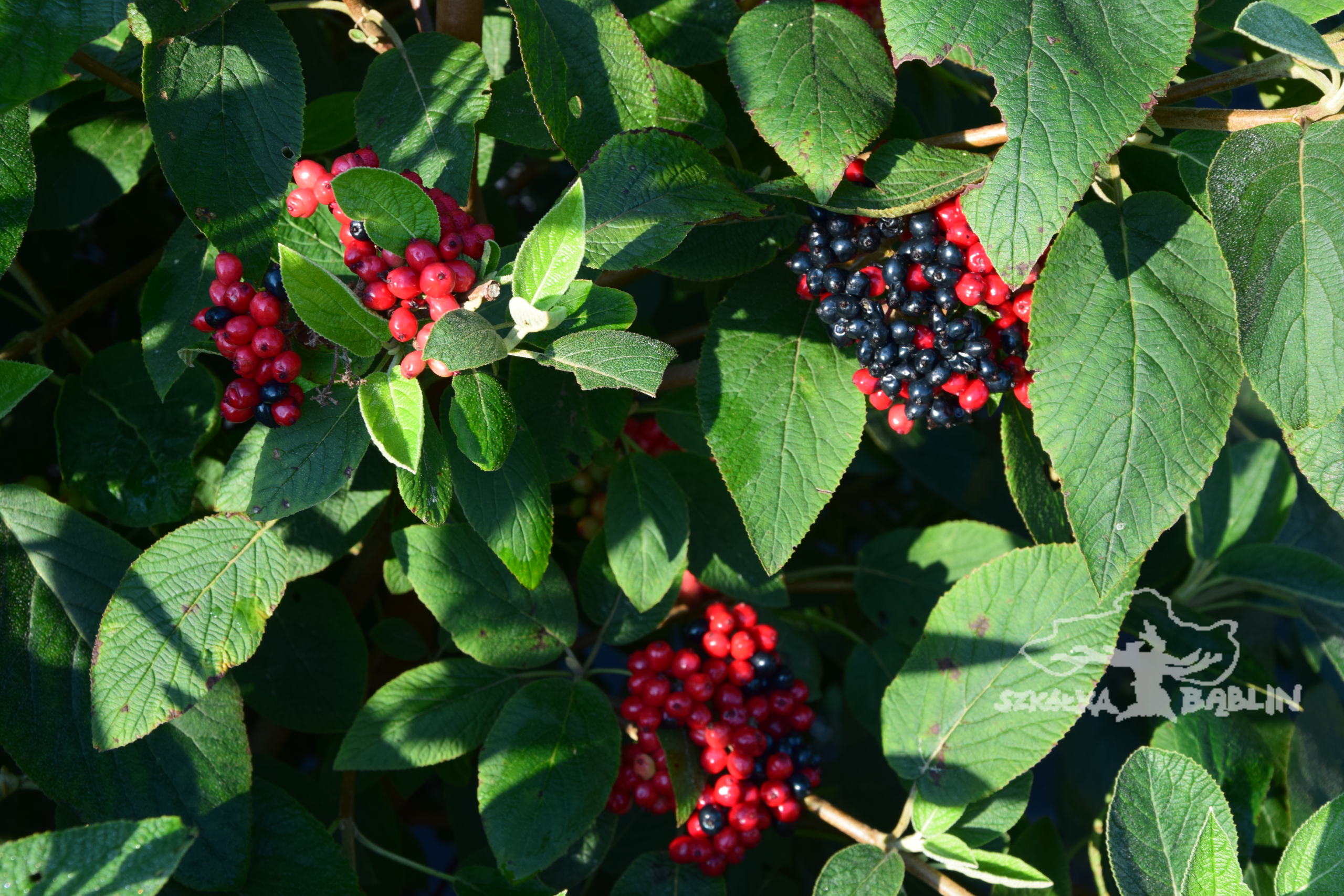 Viburnum lantana 'Mohican'......