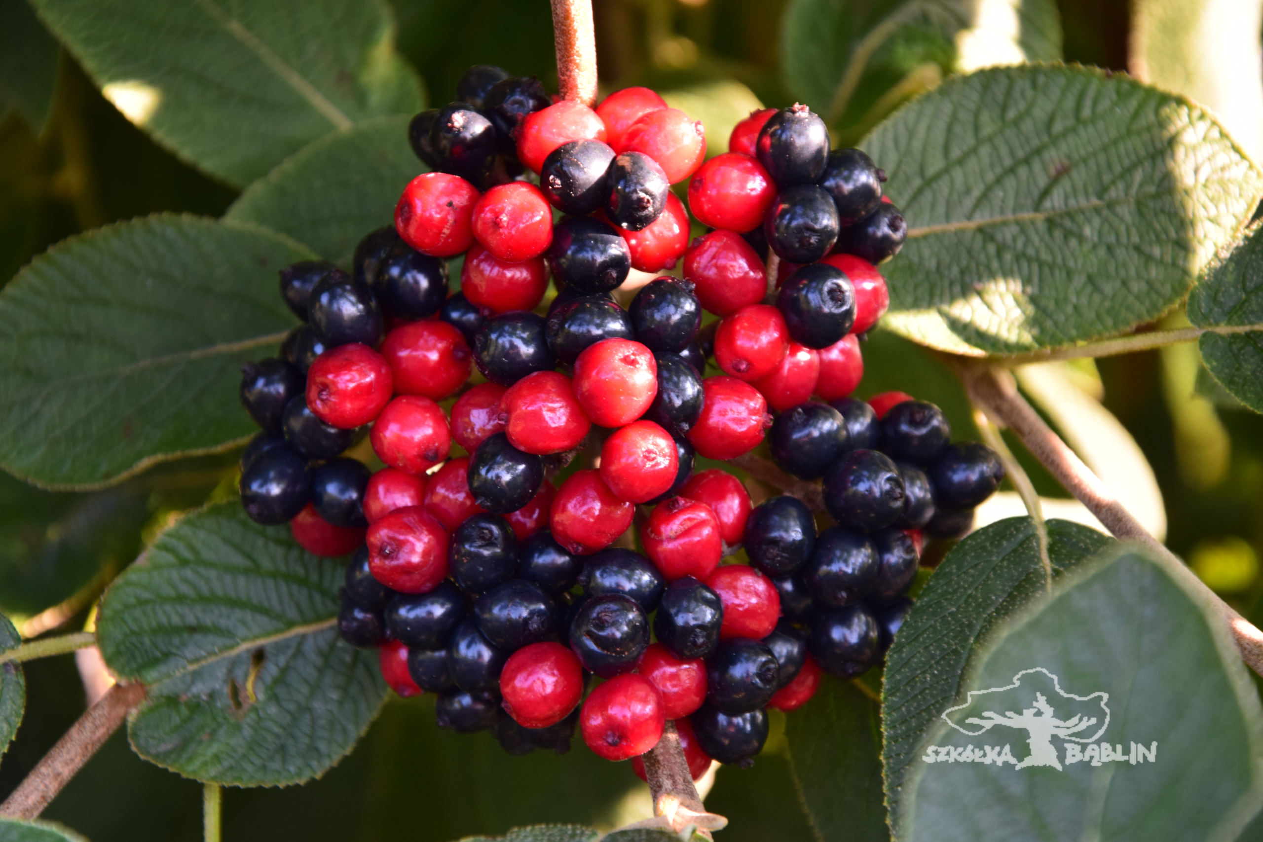 Viburnum lantana 'Mohican'........