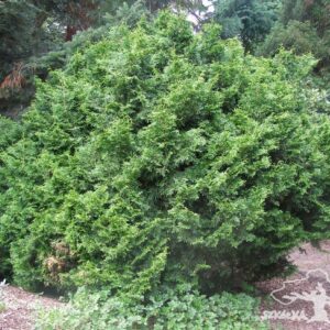 Thuja plicata 'Rogersii'