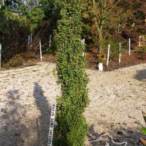 Buxus sempervirens 'Graham Blandy'