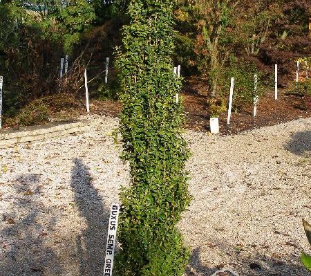 Buxus sempervirens 'Graham Blandy'