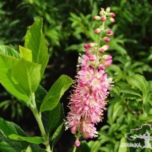 Orszelina olcholistna 'Ruby Spice'