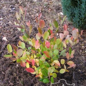 Fotergilla gardena 'Zundert'