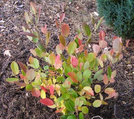 Fotergilla gardena 'Zundert'