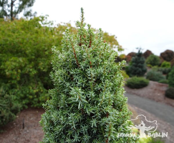 Juniperus communis 'Brynhyfryd Gold'