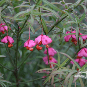 Trzmielina niska odm. turkiestańska