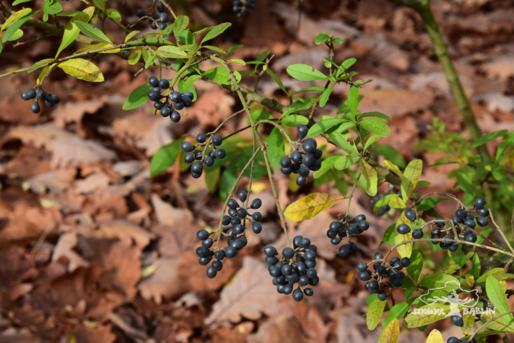Ligustr ibota - Ligustrum ibota - Szkka Bblin
