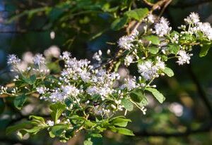 Symplokos wiechowaty