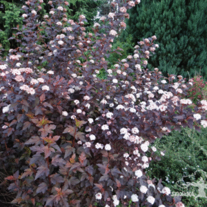 Pęcherznica kalinolistna 'Center Glow'