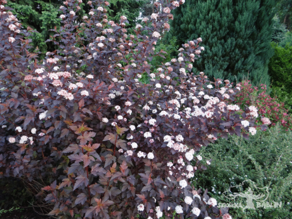 Pęcherznica kalinolistna 'Center Glow'