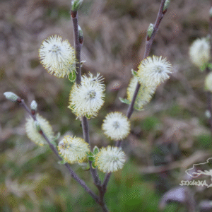 Salix hookeriana