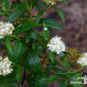 Spiraea japonica 'Albiflora'