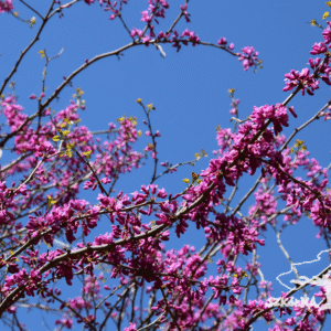 Judaszowiec chiński