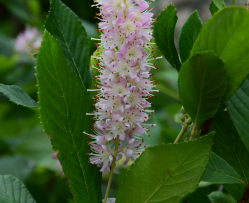 Orszelina olcholistna 'Hokie Pink'