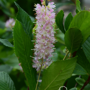 Orszelina olcholistna 'Hokie Pink'