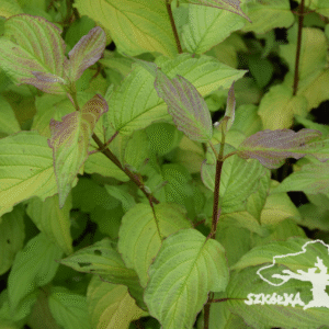 Dereń rozłogowy 'Sunshine'