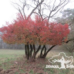 Trzmielina pospolita