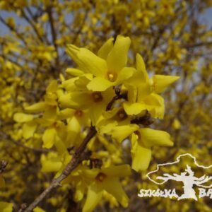 Forsycja pośrednia 'Beatrix Farrand'