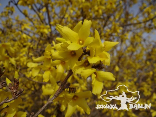 Forsycja pośrednia 'Beatrix Farrand'