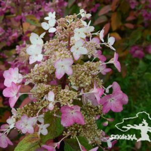 Hortensja bukietowa 'Ruby'