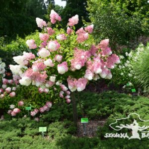 Hortensja bukietowa vanille fraise