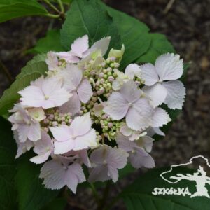 Hortensja piłkowana 'Blue Deckle'