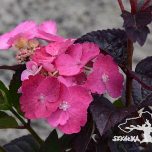 Hortensja piłkowana 'Daredevil' ®