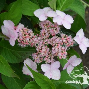 Hortensja piłkowana 'Tiara'