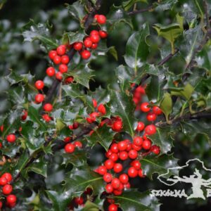 Ostrokrzew mieszańcowy 'Blue Angel'