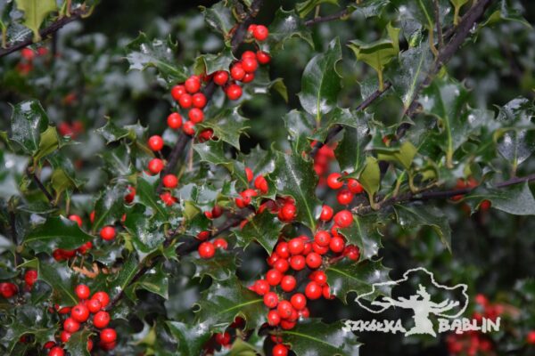 Ostrokrzew mieszańcowy 'Blue Angel'