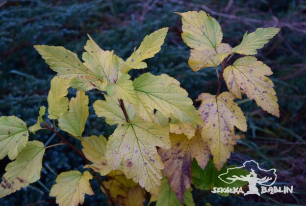 Pęcherznica ślazowata