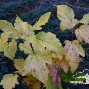 Pęcherznica ślazowata