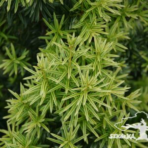 Taxus baccata 'White Pillar'
