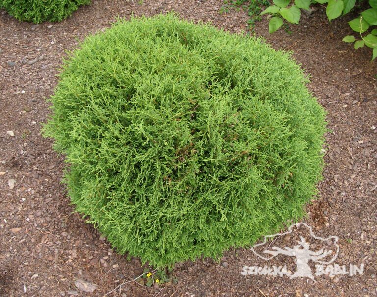 Żywotnik zachodni 'Hoseri'