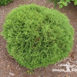 Żywotnik zachodni 'Hoseri'