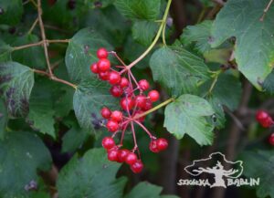 Kalina koralowa 'Compactum'