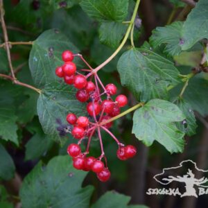 Kalina koralowa 'Compactum'