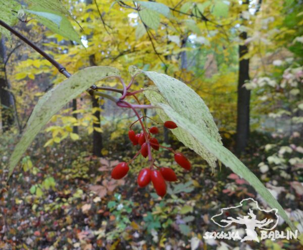 Viburnum setigerum